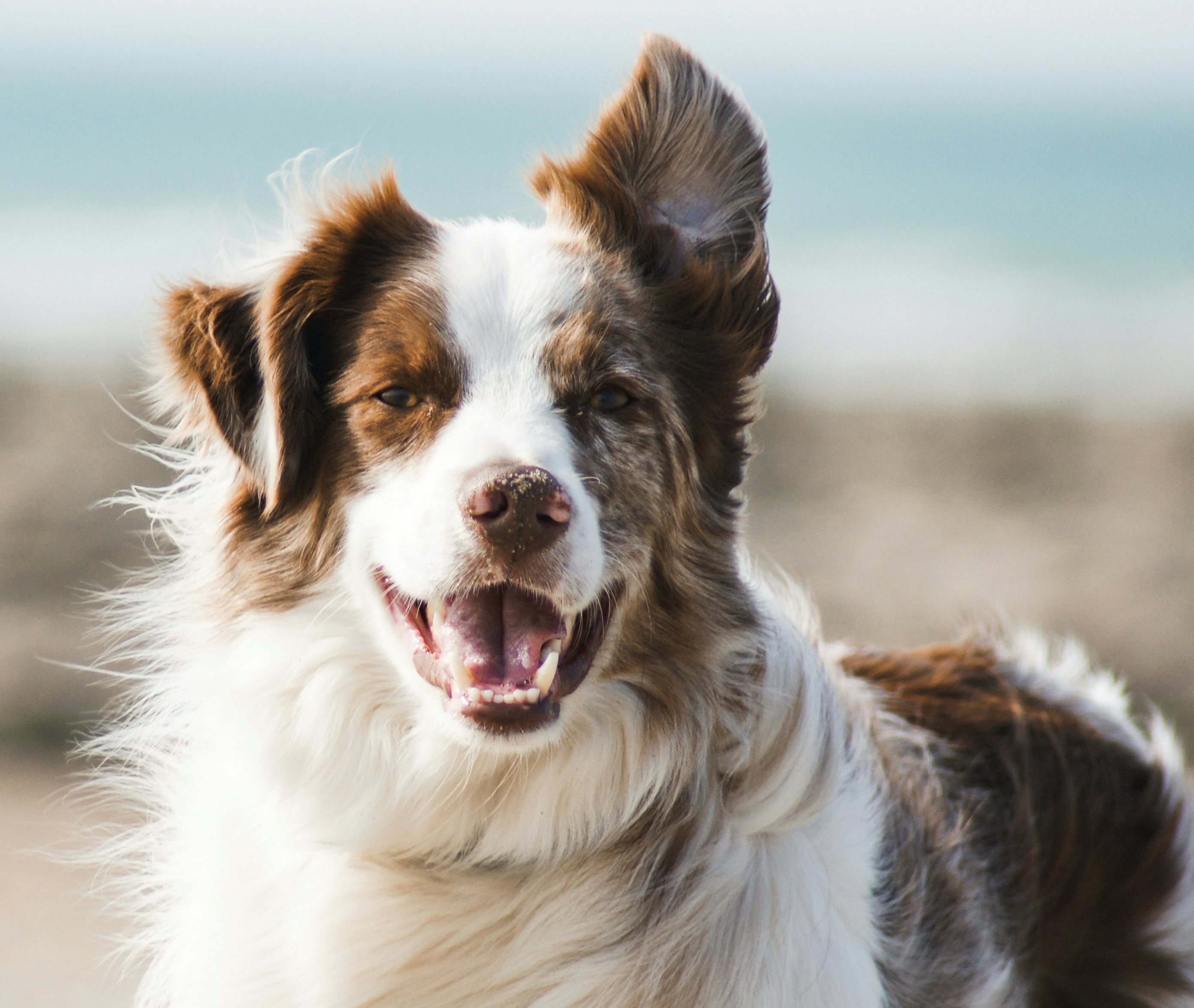 A loyal companion — because carers deserve peace of mind too